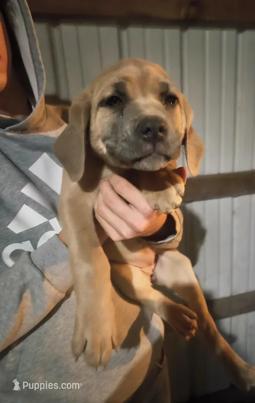 Fabio – Cane Corso puppy for sale in Wheeler, MI