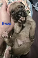 Enzo, a male Cane Corso for sale in Wheeler, MI – Photo 5 of 8