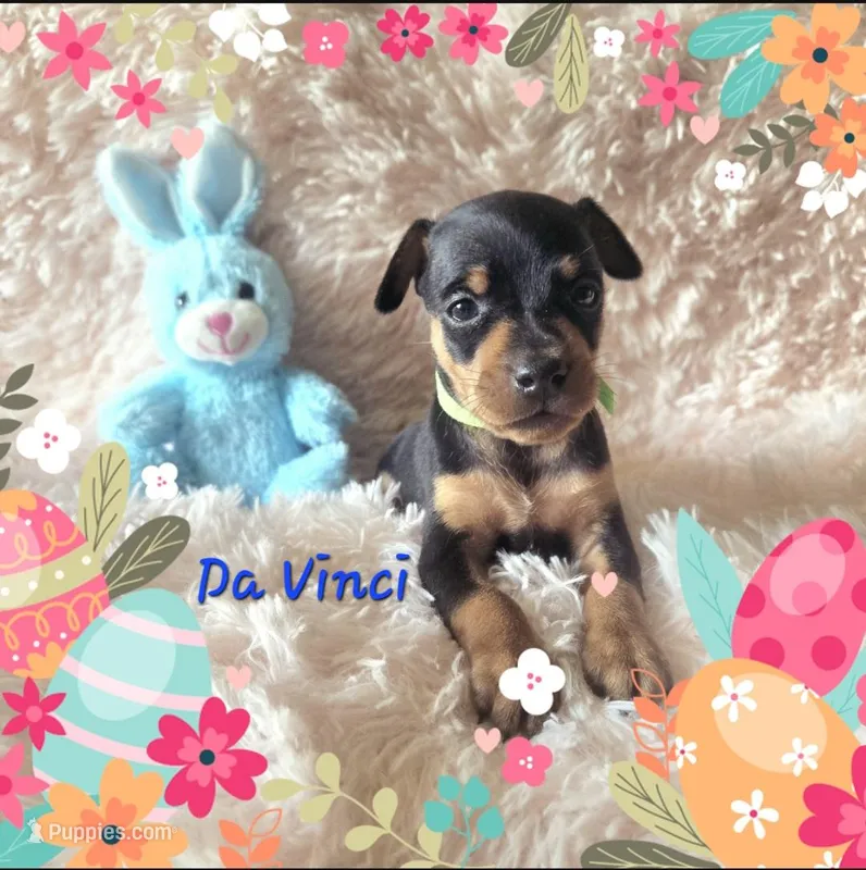 DaVinci – Miniature Pinscher puppy for sale in Wheeler, MI
