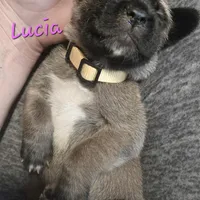 Lucia, a female Cane Corso for sale in Wheeler, MI – Photo 7 of 9