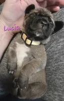 Lucia, a female Cane Corso for sale in Wheeler, MI – Photo 6 of 8