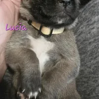 Lucia, a female Cane Corso for sale in Wheeler, MI – Photo 6 of 9