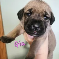 Gia, a female Cane Corso for sale in Wheeler, MI – Photo 6 of 9