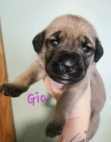 Gia, a female Cane Corso for sale in Wheeler, MI – Photo 5 of 8