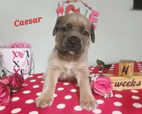 Caesar, a male Cane Corso for sale in Wheeler, MI – Photo 1 of 8