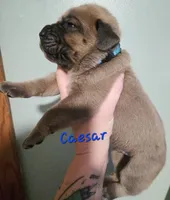 Caesar, a male Cane Corso for sale in Wheeler, MI – Photo 8 of 8