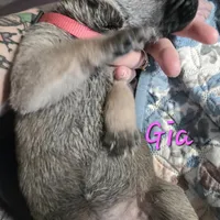 Gia, a female Cane Corso for sale in Wheeler, MI – Photo 8 of 9