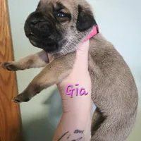 Gia, a female Cane Corso for sale in Wheeler, MI – Photo 7 of 9
