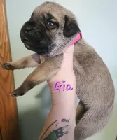 Gia, a female Cane Corso for sale in Wheeler, MI – Photo 6 of 8