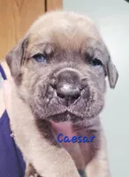 Caesar, a male Cane Corso for sale in Wheeler, MI – Photo 4 of 8