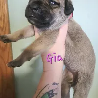 Gia, a female Cane Corso for sale in Wheeler, MI – Photo 5 of 9