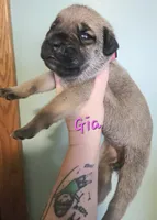 Gia, a female Cane Corso for sale in Wheeler, MI – Photo 4 of 8