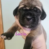 Lucia, a female Cane Corso for sale in Wheeler, MI – Photo 8 of 9