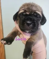 Lucia, a female Cane Corso for sale in Wheeler, MI – Photo 7 of 8