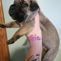 Gia, a female Cane Corso for sale in Wheeler, MI – Photo 9 of 9