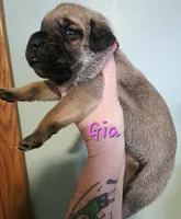 Gia, a female Cane Corso for sale in Wheeler, MI – Photo 8 of 8
