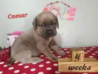 Caesar, a male Cane Corso for sale in Wheeler, MI – Photo 2 of 8