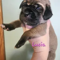 Lucia, a female Cane Corso for sale in Wheeler, MI – Photo 5 of 9