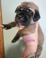 Lucia, a female Cane Corso for sale in Wheeler, MI – Photo 4 of 8