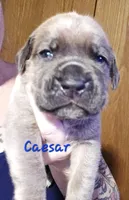 Caesar, a male Cane Corso for sale in Wheeler, MI – Photo 6 of 8
