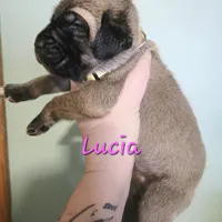 Lucia, a female Cane Corso for sale in Wheeler, MI – Photo 9 of 9