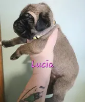 Lucia, a female Cane Corso for sale in Wheeler, MI – Photo 8 of 8