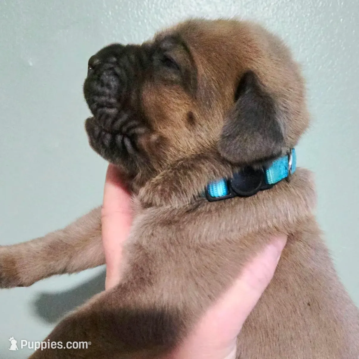 Caesar, a male Cane Corso for sale in Wheeler, MI – Photo 5 of 8