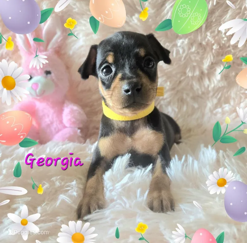 Georgia – Miniature Pinscher puppy for sale in Wheeler, MI