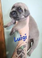 Luigi, a male Cane Corso for sale in Wheeler, MI – Photo 5 of 9