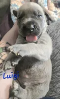 Luigi, a male Cane Corso for sale in Wheeler, MI – Photo 8 of 9