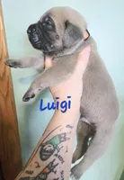 Luigi, a male Cane Corso for sale in Wheeler, MI – Photo 9 of 9