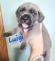 Luigi, a male Cane Corso for sale in Wheeler, MI – Photo 4 of 9