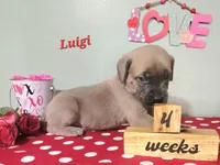 Luigi, a male Cane Corso for sale in Wheeler, MI – Photo 3 of 9