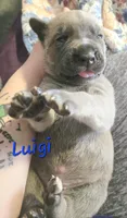 Luigi, a male Cane Corso for sale in Wheeler, MI – Photo 6 of 9