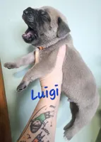 Luigi, a male Cane Corso for sale in Wheeler, MI – Photo 7 of 9