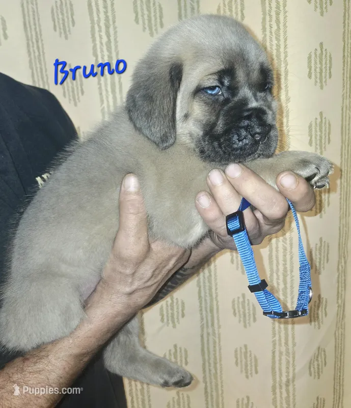 Bruno