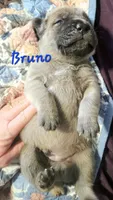 Bruno, a male Cane Corso for sale in Wheeler, MI – Photo 6 of 9