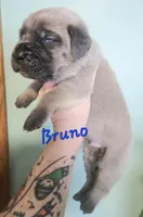 Bruno, a male Cane Corso for sale in Wheeler, MI – Photo 8 of 9
