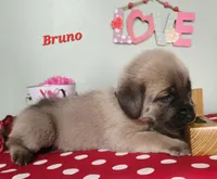 Bruno, a male Cane Corso for sale in Wheeler, MI – Photo 3 of 9