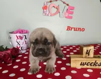 Bruno, a male Cane Corso for sale in Wheeler, MI – Photo 2 of 9