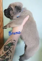 Bruno, a male Cane Corso for sale in Wheeler, MI – Photo 9 of 9