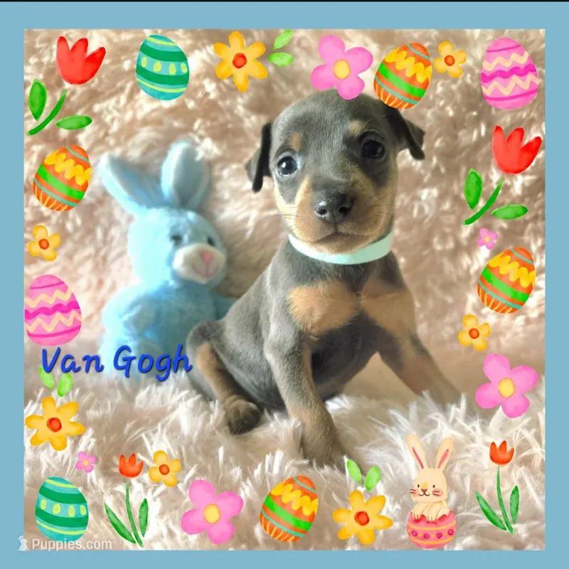 Van Gogh – Miniature Pinscher puppy for sale in Wheeler, MI