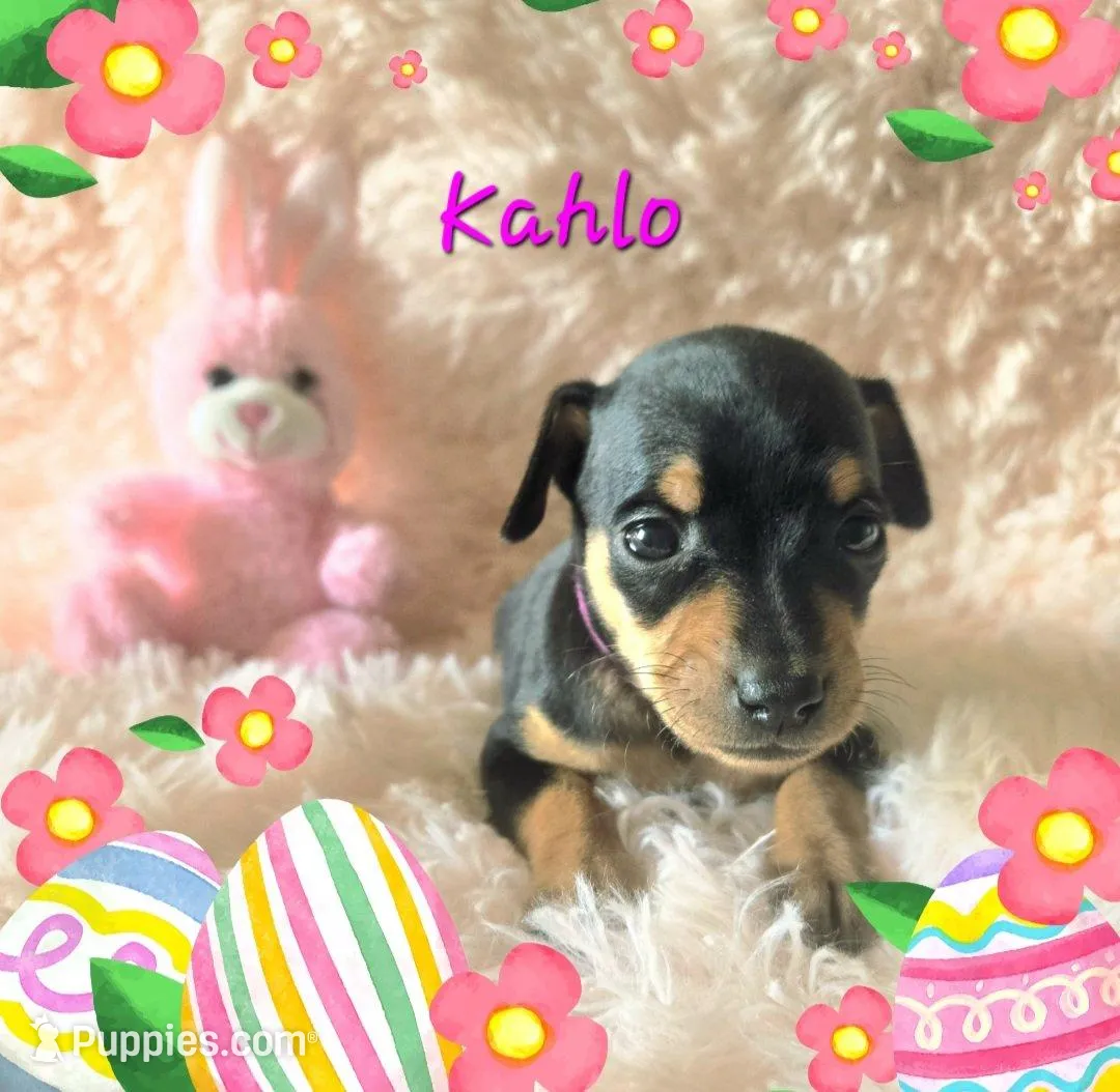 Kahlo – Miniature Pinscher puppy for sale in Wheeler, MI