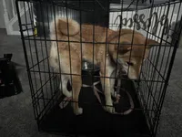 Shiba, a female Shiba Inu for sale in Aberdeen, MD – 3 of 3