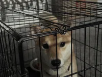 Shiba, a female Shiba Inu for sale in Aberdeen, MD – 1 of 3