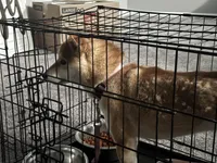 Shiba, a female Shiba Inu for sale in Aberdeen, MD – 2 of 3