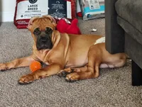 No Name , a male Cane Corso for sale in Conyers, GA – 2 of 7