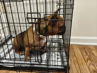 Lady, a female French Bulldog for sale in Conyers, GA – 2 of 4