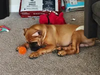 No Name , a male Cane Corso for sale in Conyers, GA – 7 of 7