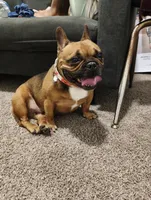 Lady, a female French Bulldog for sale in Conyers, GA – 3 of 4